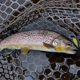 ブラウントラウト