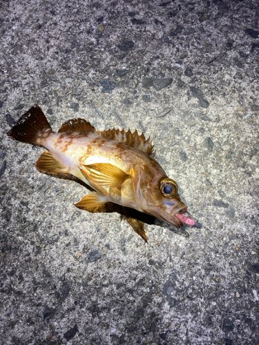 アカメバルの釣果