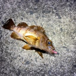 アカメバル