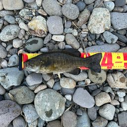 スモールマウスバス