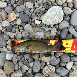 スモールマウスバス