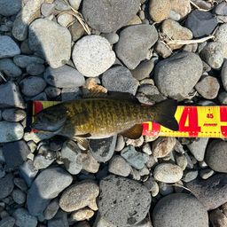 スモールマウスバス