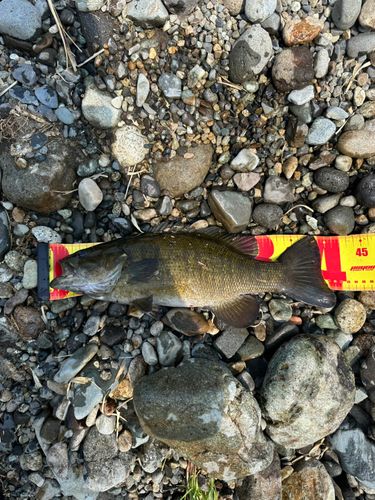 スモールマウスバスの釣果