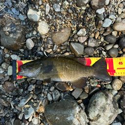 スモールマウスバス