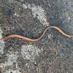 ダイナンウミヘビ