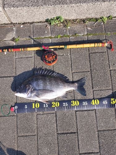 クロダイの釣果