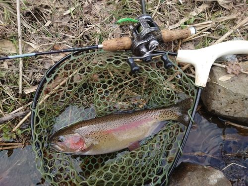 ニジマスの釣果