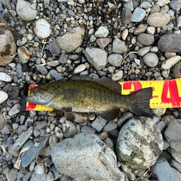 スモールマウスバス