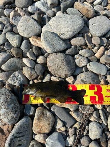 スモールマウスバスの釣果