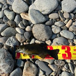 スモールマウスバス