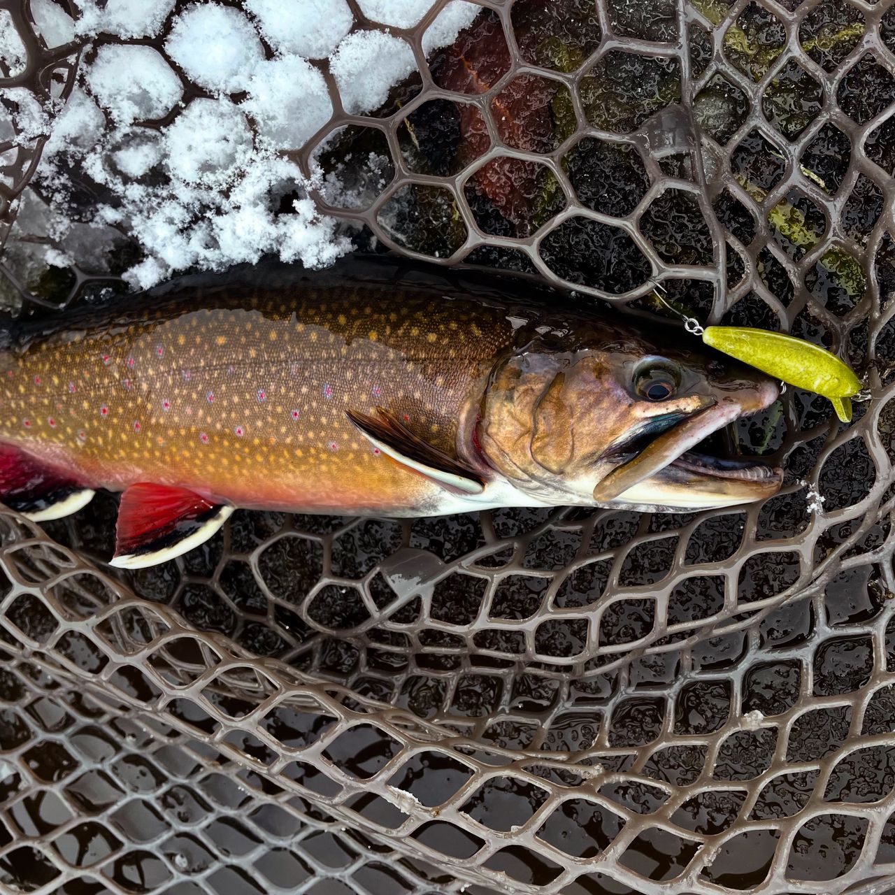 ブルックトラウト