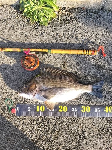 クロダイの釣果