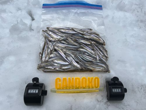 ワカサギの釣果