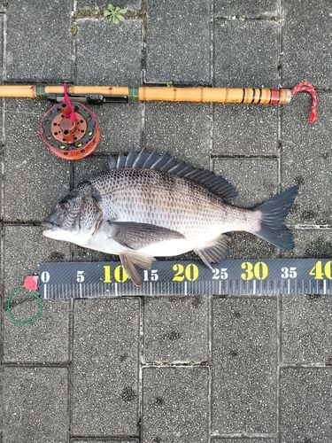 クロダイの釣果