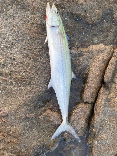 サワラの釣果