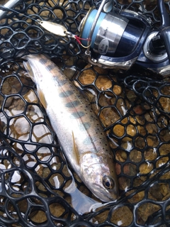 ヤマメの釣果
