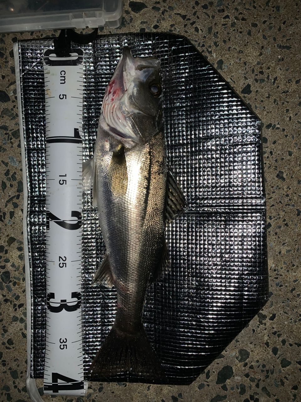 セイゴ（マルスズキ）