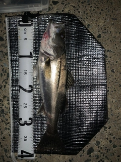 セイゴ（マルスズキ）の釣果