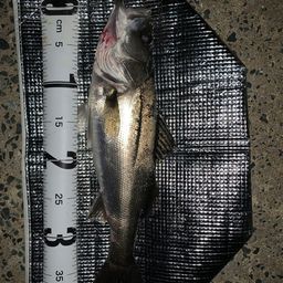 セイゴ（マルスズキ）