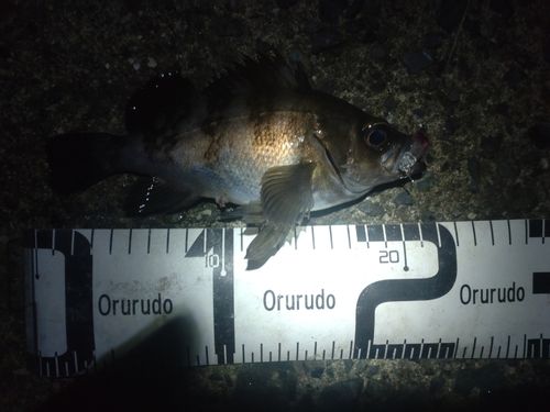 メバルの釣果
