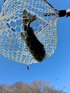 トラウトの釣果