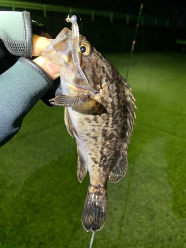 クロソイの釣果