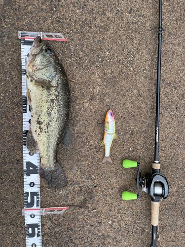 ブラックバスの釣果