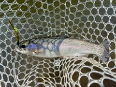 トラウトの釣果