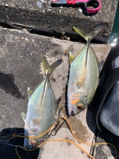ギンガメアジの釣果