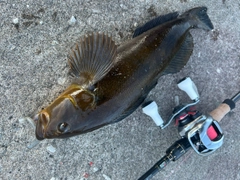 アブラコの釣果