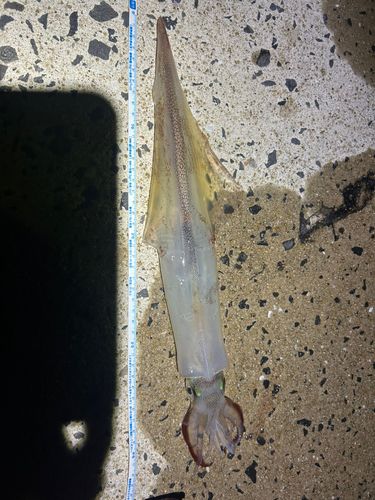 ササイカの釣果