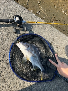 キビレの釣果