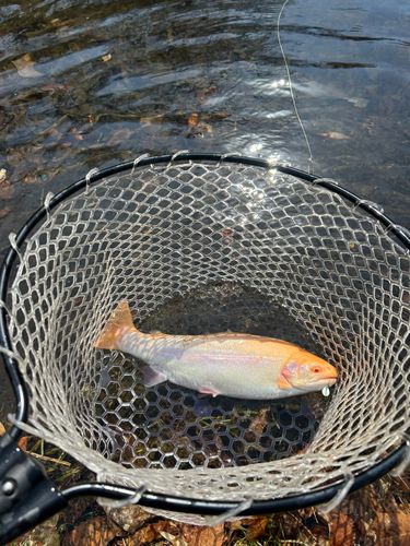 トラウトの釣果