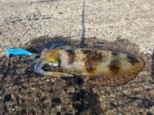 アオリイカの釣果