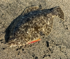 ソゲの釣果