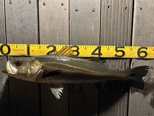 シーバスの釣果