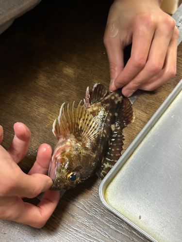 カサゴの釣果