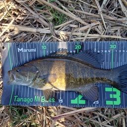 スモールマウスバス