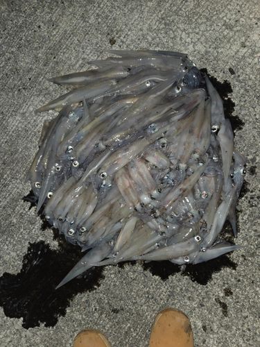 ヤリイカの釣果