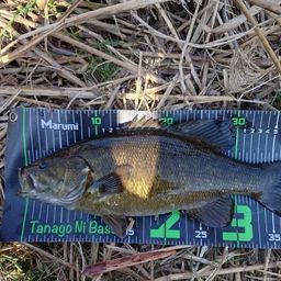 スモールマウスバス