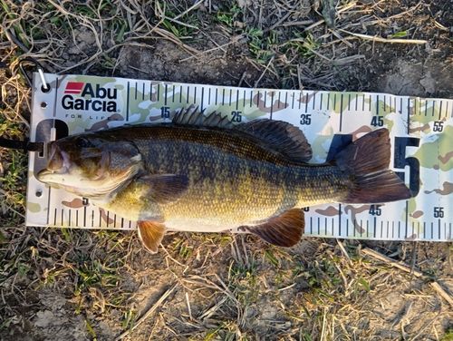 スモールマウスバスの釣果