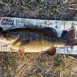 スモールマウスバス