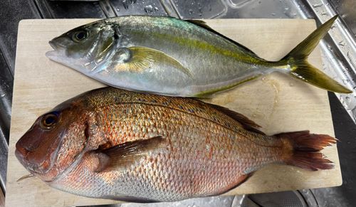 タイの釣果