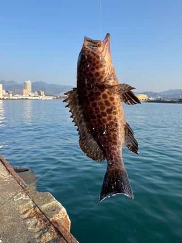 オオモンハタの釣果