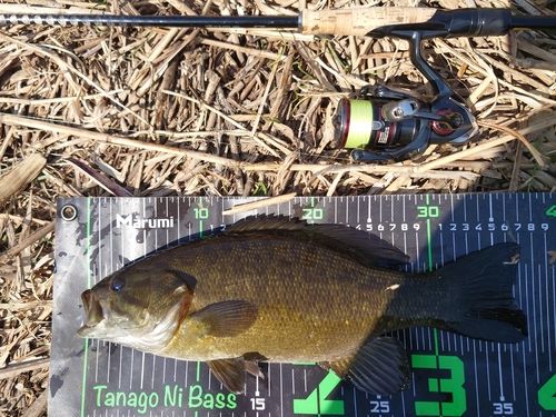 スモールマウスバスの釣果