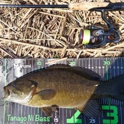 スモールマウスバス