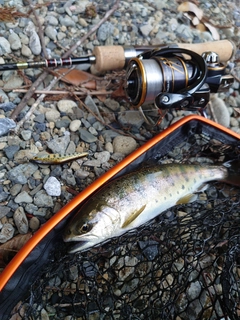 ヤマメの釣果