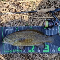 スモールマウスバス