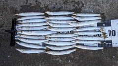 カマスの釣果