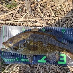 スモールマウスバス